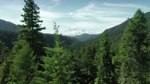 Aerial: Mount Rainier and pine forest, Washington, USA Stock Footage 159680693