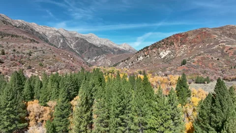 Aerial mountain canyon pine forest 4K Stock Footage 219534336