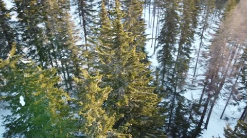 Aerial of mountain forest in winter Stock Footage 145800851