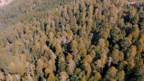 Aerial Mountain Landscape with Pine Forest and Snow Covered Peaks 库存影片 333032495