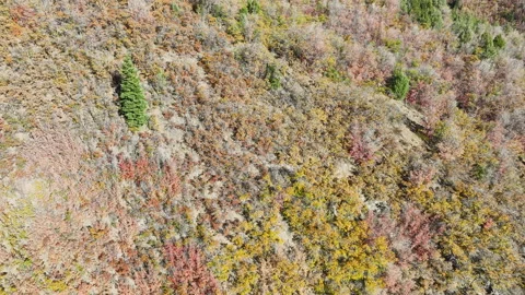 Aerial mountain side autumn trees forest Utah 4K Stock Footage 219492243