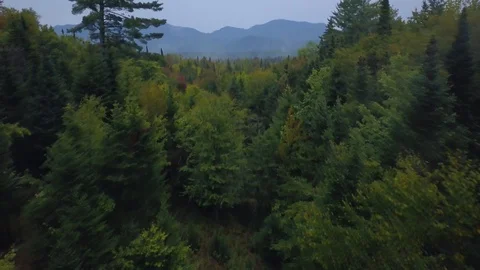 Aerial mountains and pine tree forest, Adirondacks, upstate New York Video stock 88719974