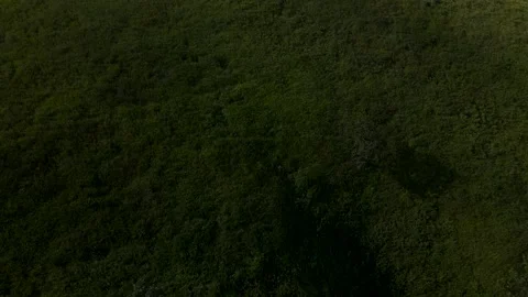 Aerial, Mountains Range, Summer, Clear, Deciduous Forest Stock Footage 163096497