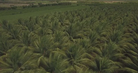 Aerial move coconut palm tree plantation with leaves swaying in the wind towards 스톡 동영상 101285432