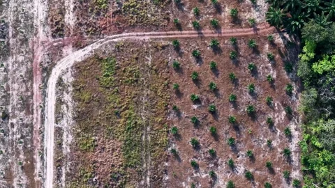 Aerial move forward loil palm tree replant Vídeo Stock 333053290