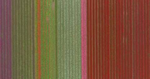 Aerial move looking down over colourful red pink purple green rows of Dutch Video stock 108046776