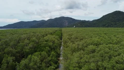 Aerial move over stream at mangrove forest Stock Footage 201441113