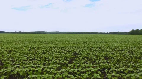 Aerial Movement over even young rows of sunflowers. Agricultural field Stock Footage 157447525