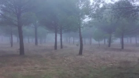Aerial Movement Through a Misty Forest Stock Footage 323744095