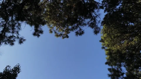 Aerial Moving Down Through Trees Footage in Duke Forest Durham NC 動画素材 97365425