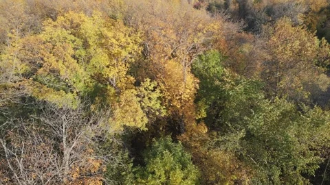 Aerial moving forward and close to treetops that have bright autumn colors.  Stock Footage 251352361