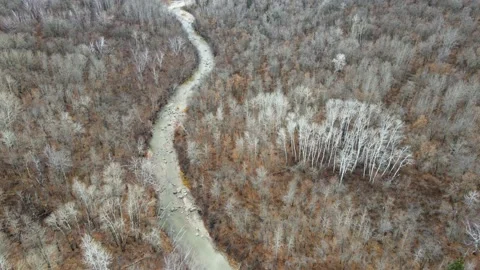 Aerial moving forward and looking down into a late fall forest of barren trees Stock Footage 220560229