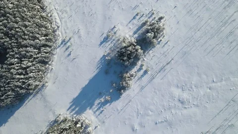 Aerial moving forward and looking straight down at a forest Stock Footage 230032053