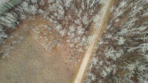Aerial moving forward and looking straight down at a leafless forest, a road Stock Footage 230032249