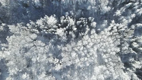 Aerial moving forward and looking straight down at a mixed forest  Stock Footage 230919925