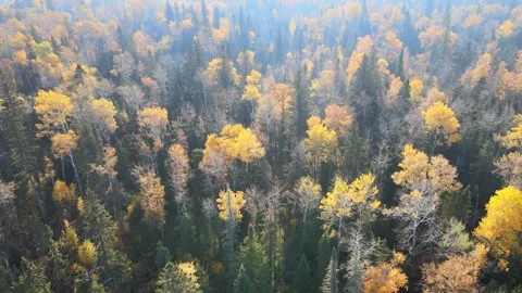 Aerial moving forward and looking down into a forest of mixed trees with autumn  Stock Footage 245952047