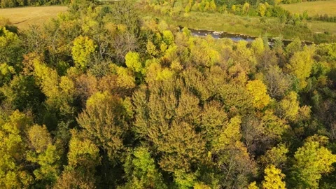 Aerial moving forward and looking down into a forest of autumn trees Stock Footage 249947314