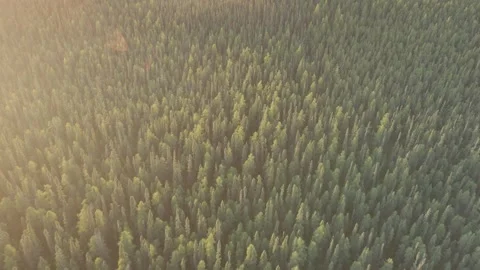 Aerial moving forward and looking down at a evergreen forest lite by rising sun Stock Footage 289028253