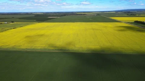 Aerial moving forward over a bright yellow canola field  Stock Footage 248395035