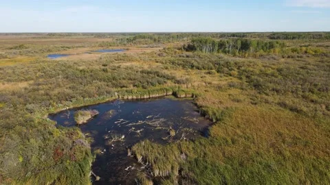 Aerial moving forward over a large marsh. Reeds can be seen blowing in wind Stock Footage 171885987