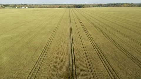 Aerial moving forward over a very large field of wheat that is ready for harvest Stock Footage 251469251