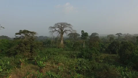 Aerial Moving Forward Toward Large African Tree Stock-Footage 102131884