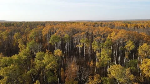 Aerial moving forward very close to the brightly colored treetops.  Stock Footage 249423904
