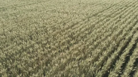 Aerial moving quickly above a wheat field that is ready for harvest.  Stock Footage 251469191