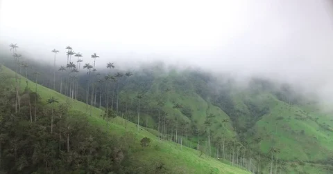 Aerial moving sideways through the clouds and down a mountain of palm trees Video stock 72226767