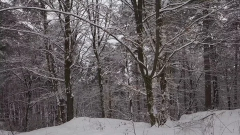 Aerial moving sideways through snow covered forest during snowfall Stock Footage 85715989