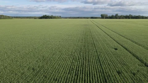 Aerial moving slowly forward over a large field of green wheat.  Stock Footage 156852194