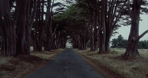 Aerial moving through cypress tree tunnel california Stock Footage 165371401