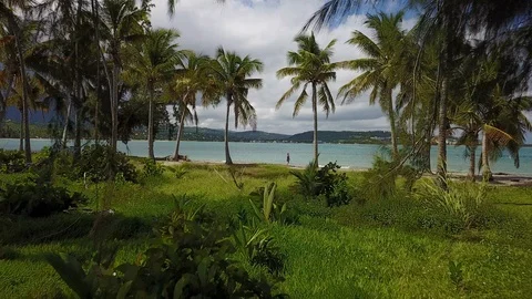 Aerial Moving Through Palm Trees to Reveal Woman Walking on Secluded Beach Stock-Footage 101636941