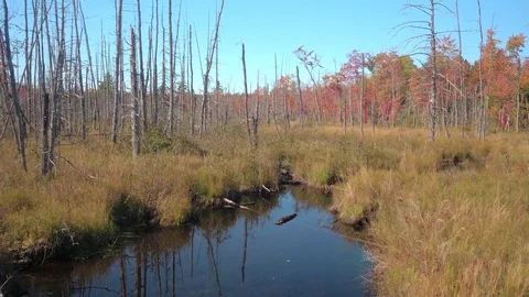 AERIAL: Muddy river meandering through grassy marshland covered in dead trees Stock Footage