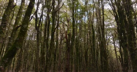 Aerial: Native Beech Tree Forest, South Island, New Zealand Stock Footage 246838073