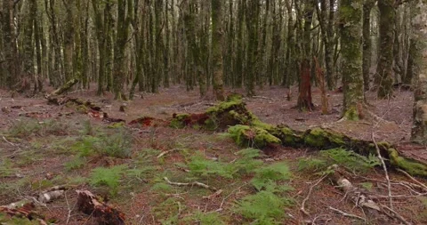 Aerial: Native Beech Tree Forest, South Island, New Zealand Stock Footage 246838368