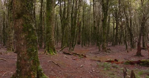 Aerial: Native Beech Tree Forest, South Island, New Zealand Stock Footage 246853129