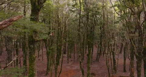 Aerial: Native Beech Tree Forest, South Island, New Zealand Stock Footage 246853736