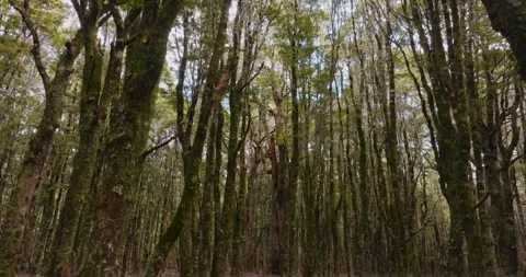Aerial: Native Beech Tree Forest, South Island, New Zealand Stock Footage 246889112