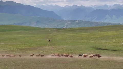 Aerial natural scenery of Karajun grassland forest in Ili, Xinjiang，china Stock Footage 307265853