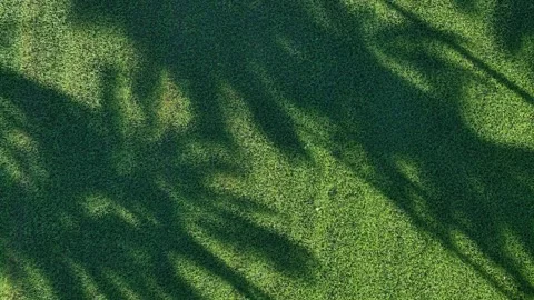Aerial natural shadow patterns over paddy field vegetation Vídeo Stock 332218366