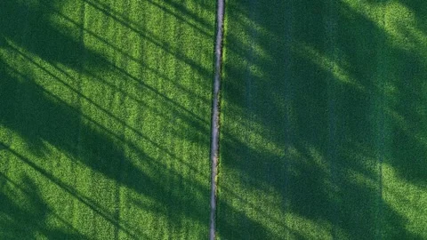 Aerial Natural Shadows Pattern Over Paddy Field Path Видео 329358608