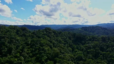 Aerial nature background of Amazon forest: flying over the tree canopy Stock Footage 196745411