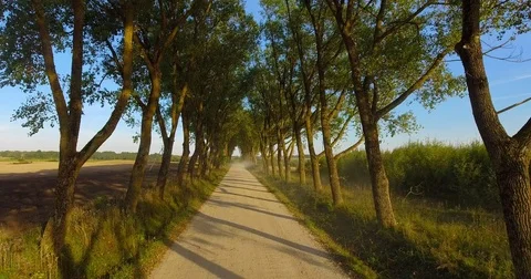 Aerial nature landscape flying over country road under canopy of tree corridor Stock Footage