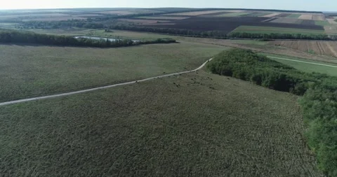 Aerial Nature Landscape Forest View with Cattle Stock Footage 136102245