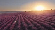 Aerial Nature Lavender Meadow Stock Footage