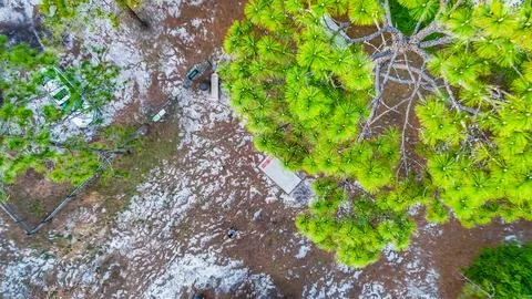 Aerial nature top down of pine tree top in wilderness area in rural Live Oa.. Stock Photos