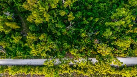 Aerial nature top down of pine tree tops forest summer wilderness area in r.. Stock Photos