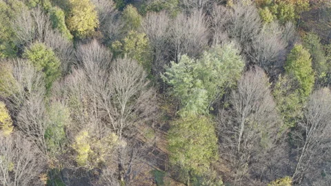 Aerial of New York Forest in Autumn after Leaves Fallen Stockbeeldmateriaal 166328278