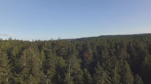 Aerial of Northwest Trees Stock-Footage 81844814